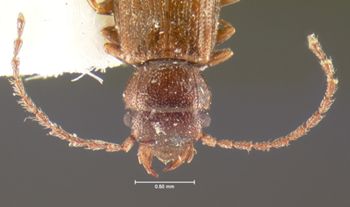 Media type: image;   Entomology 6787 Aspect: head dorsal view